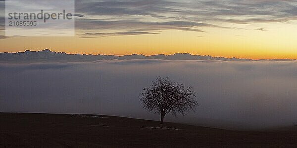 Baum mit Ausblick über das Nebelmeer am Bodensee  Inversionswetterlage mit Alpenblick