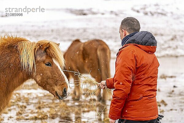 Ein Mann füttert Pferde im Winter in Island