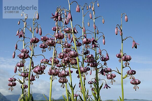 Turk's cap lilies at the cemetery in Skaland  Senja  Troms  Norway  Europe