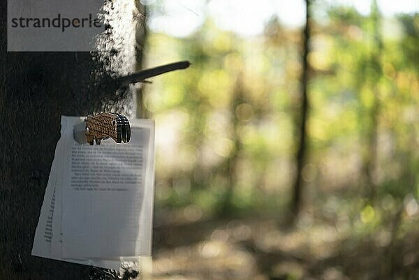 Geschriebene Buchseiten  die mit einem Jagdmesser an einen Baumstamm geklebt wurden  in einem herbstlichen Wald  an einem sonnigen Herbsttag. Bild mit selektivem Fokus