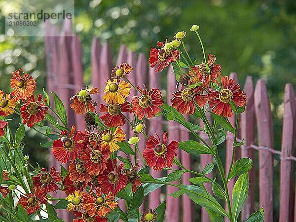 Rot-orange Blüten vor einem rosafarbenen Holzlattenzaun mit grünem Hintergrund  papenburg  emsland  deutschland