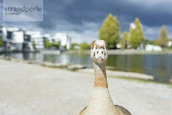 Nilgans (Alopochen aegyptiaca) in Frontalansicht  Nahaufnahme  Weitwinkel  nach vorne schauend  auf einem Weg stehend  im Hintergrund verschwommen ein See und Geschäftshäuser erkennbar  Phönixsee  Dortmund  Nordrhein-Westfalen  Deutschland  Europa