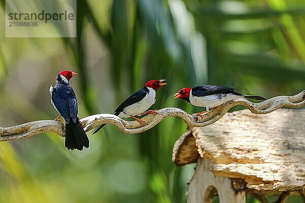 Drei Gelbschnabelkardinäle auf einem Ast vor bokeh grünem Hintergrund  Pantanal Feuchtgebiete  Mato Großo  Brasilien  Südamerika