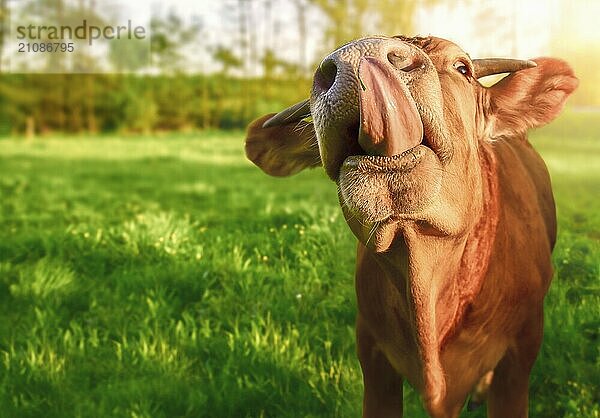 Lustiges Tierbild mit einer niedlichen orangefarbenen Babykuh  die in die Kamera schaut  während sie ihre Zunge herausstreckt  auf einer grünen Wiese  an einem sonnigen Tag im Frühling