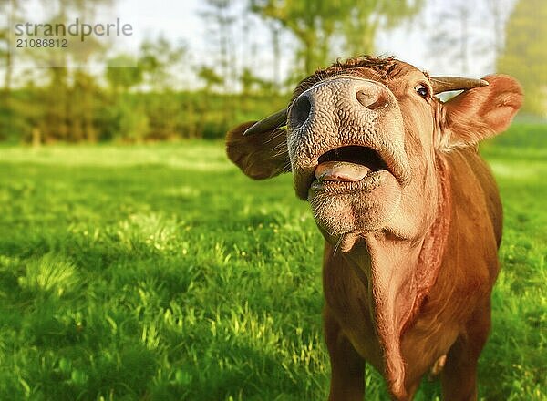 Junges Ingwer Kalb  das mit geöffnetem Mund und lustigem Gesicht in die Kamera schaut  an einem sonnigen Frühlingstag