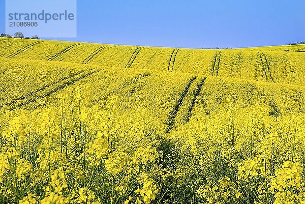 Schöne Landschaft mit gelben Rapskulturen auf Hügeln  an einem sonnigen Tag  in der Nähe des Dorfes Korycany  in der Region Südmähren  in der Tschechischen Republik