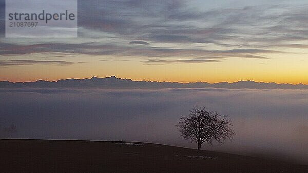 Baum mit Ausblick über das Nebelmeer am Bodensee  Inversionswetterlage mit Alpenblick