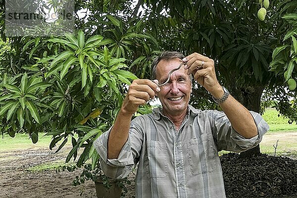 Männlicher kaukasischer Tourist  der eine winzige Geistgrundschlange in den Händen hält  vor grünem Hintergrund  Pantanal Feuchtgebiete  Mato Großo  Brasilien  Südamerika