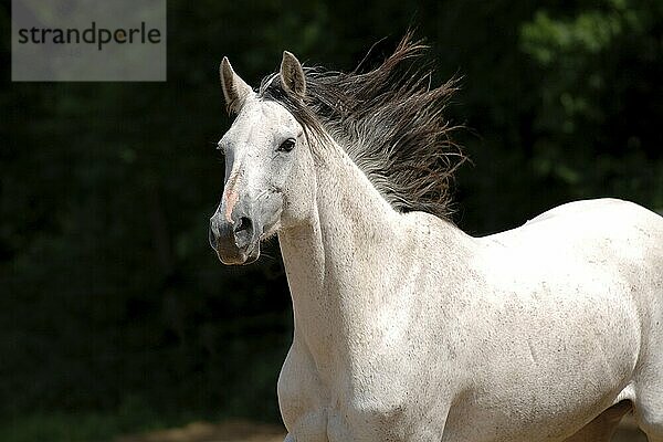 Vollblutaraber  Schimmel