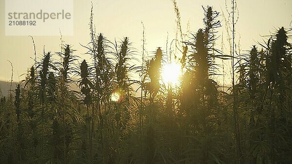 Silhouette von Marihuana Pflanzen im Freien Cannabis Farm Feld in Sonnenuntergang und Sonne hinter Pflanzen. Hanfpflanzen für CBD und Gesundheit verwendet