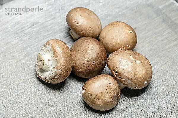 Champignon Braun auf grauem Hintergrund  Close up