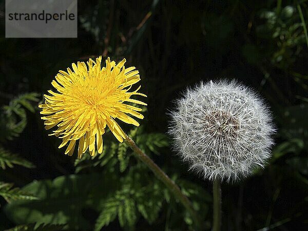 Eine Nahaufnahme einer Löwenzahnblüte und einer Pusteblume nebeneinander auf einem dunklen Hintergrund