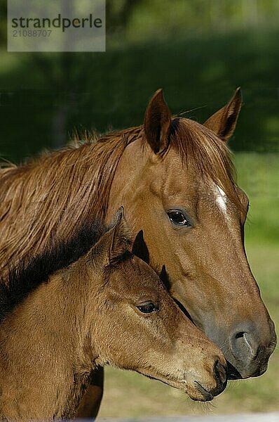 Quarterhorse  Stute und Fohlen  süßes Bild  muetterlich  auf der Koppel