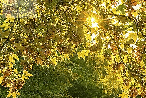 Heiteres Herbstbild mit einer hellen Sonne  die mit ihren Strahlen durch farbige Blätter kommt. Perfekt als Hintergrund für ein Herbstkonzept