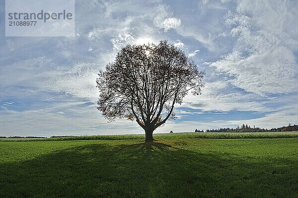 Einzelner Baum im Gegenlicht