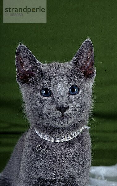 Russisch blaue Katze