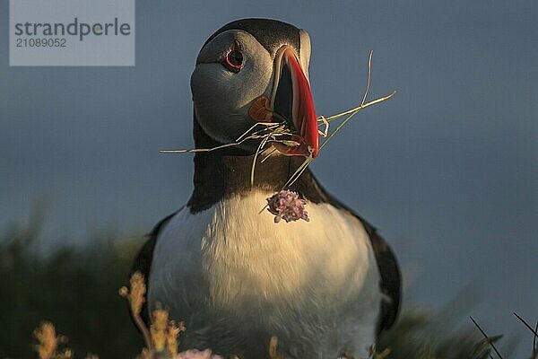 Papageitaucher (Fratercula arctica) steht im Abendlicht der Mitternachtssonne in einer Blumenwiese  frontal  Küste  Sommer  Latrabjarg  Westfjorde  Island  Europa