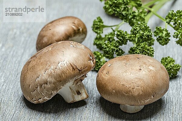 Champignon Braun auf grauem Hintergrund mit Petersilie  Close up