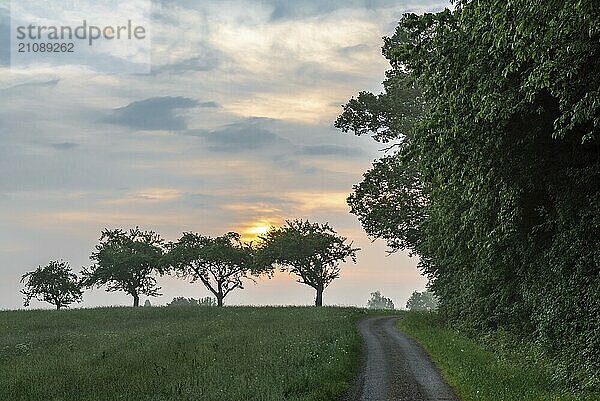 Schöne Landschaft mit einer Baumreihe  einem Weg zwischen einem Wald und einer Wiese und einem Sonnenaufgang im Sommer  bei Schwäbisch Hall  Deutschland  Europa