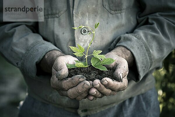 Älterer Mann hält eine grüne junge Pflanze in den Händen. Symbol für Frühling und Ökologie Konzept