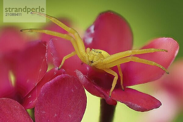 Nahaufnahme einer gelben Veränderlichen Krabbenspinne (Misumena vatia) auf einer rosa Blüte vor einem grünen Hintergrund  Hessen  Deutschland  Europa