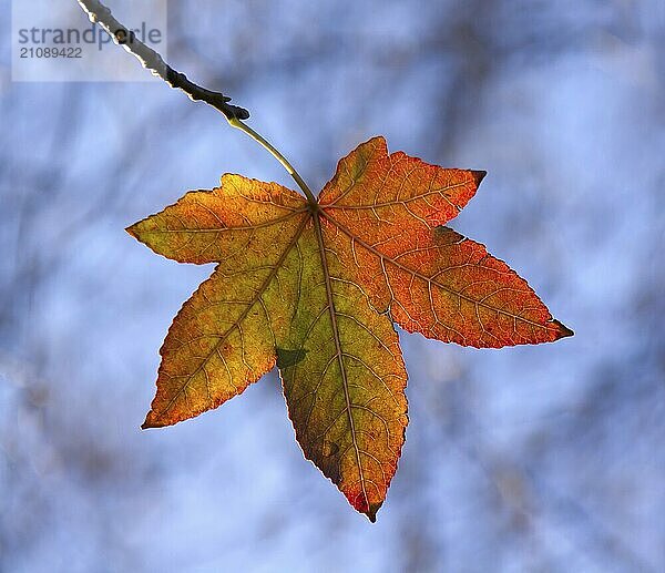 Herbstfärbung eines amerikanischen Eukalyptusblattes im Herbst  im Gegenlicht der Sonne