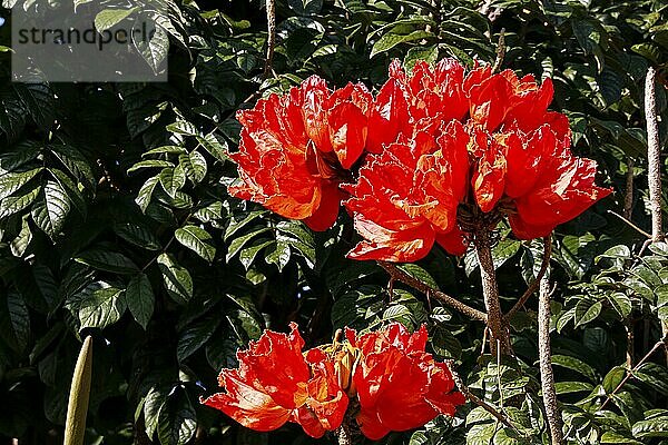 Nahaufnahme von roten Blumen vor dunklem Hintergrund  Kolumbien  Südamerika