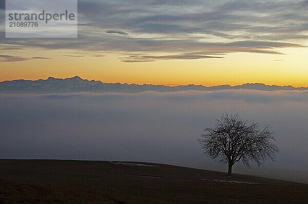 Baum mit Ausblick über das Nebelmeer am Bodensee  Inversionswetterlage mit Alpenblick