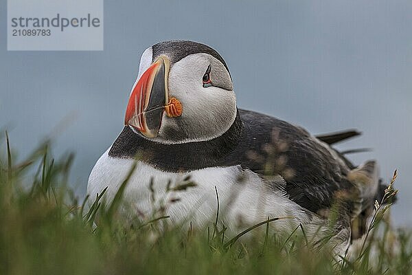 Papageitaucher (Fratercula arctica) sitzt im Gras am Meer  frontal  Porträt  Sommer  Latrabjarg  Westfjorde  Island  Europa