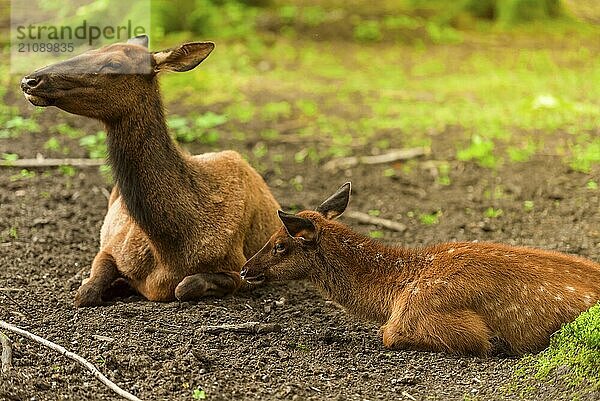 Schönes Rotwildbaby  das sich in der Nähe seiner Mutter im Wald an einem sonnigen Frühlingstag niederlässt