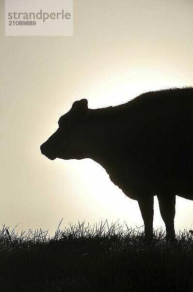 Silhouette einer Jersey Kuh auf der Weide  Westküste  Neuseeland  Ozeanien