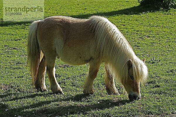 Shetlandpony im Gegenlicht