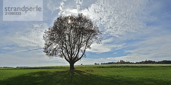 Einzelner Baum im Gegenlicht