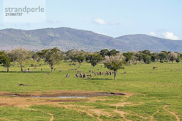 Elefantenherde beim Verlassen einer Wasserstelle im West Tsavo Park in Kenia