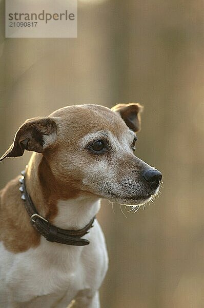 Jack Russel-Terrier  Rüde  Wald  im Gegenlicht