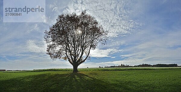 Einzelner Baum im Gegenlicht