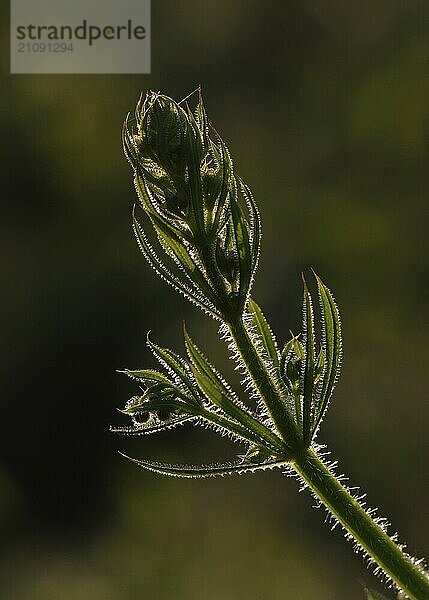 Distel im Gegenlicht