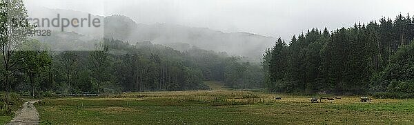 Schöne düstere Landschaft mit grünen bewaldeten Hügeln  einer Allee und Kühen auf einer Weide  an einem nebligen Sommermorgen  in der Nähe von Braunsbach  Deutschland  Europa