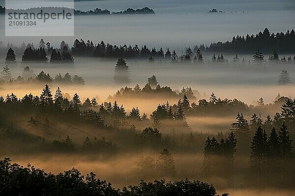 Nebelschwaden zwischen Bäumen im Morgenlicht  Gegenlicht  Herbst  Loisach-Kochelsee-Moor  Alpenvorland  Bayern  Deutschland  Europa