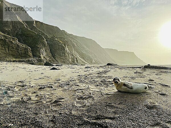 Seehund im Gegenlicht an einem Sandstrand