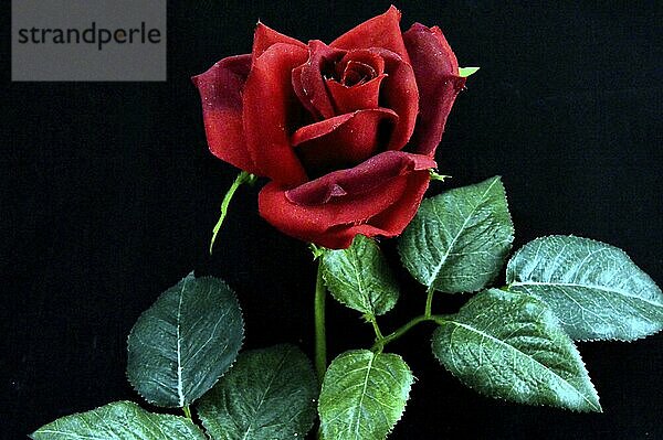 Rote Rose mit Blättern auf schwarzem Hintergrund