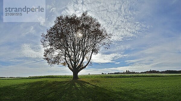 Einzelner Baum im Gegenlicht