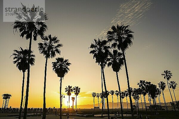 Palmen im Gegenlicht bei Sonnenuntergang am Venice Beach  Los Angeles  USA  Nordamerika