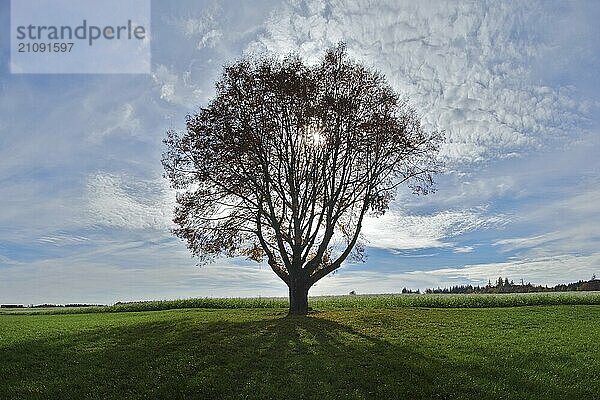 Einzelner Baum im Gegenlicht