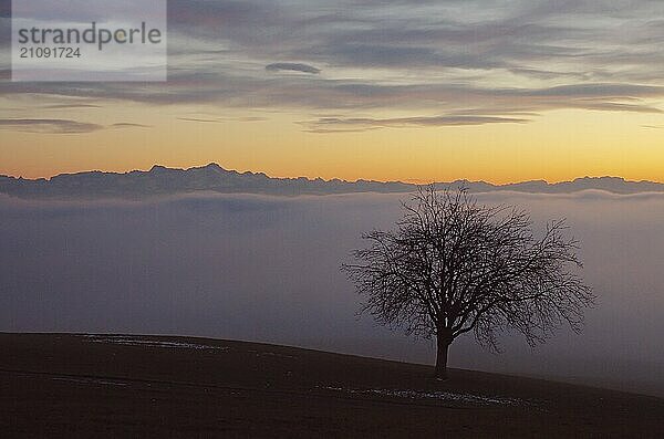 Baum mit Ausblick über das Nebelmeer am Bodensee  Inversionswetterlage mit Alpenblick