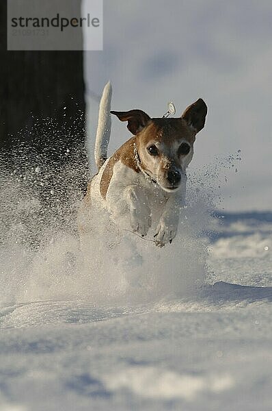 Jack Russel-Terrier  Rüde  alter Hund  im Sprung  aufgewirbelter Schnee  Action  Blick in die Kamera  fotogen  Kalenderbild  Titelbild-tauglich