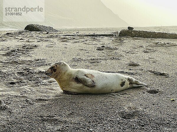 Seehund im Gegenlicht an einem Sandstrand