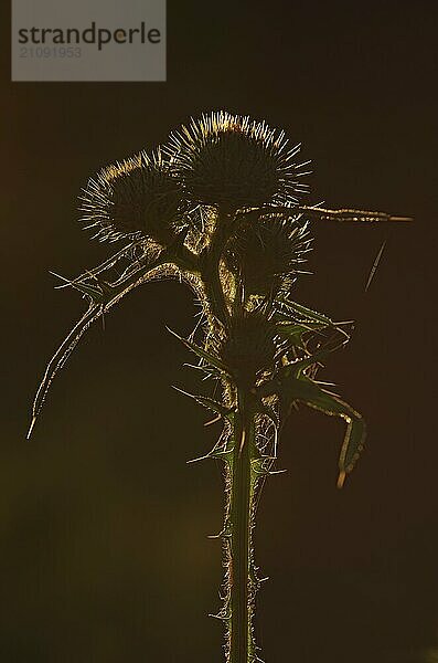 Distel im Gegenlicht