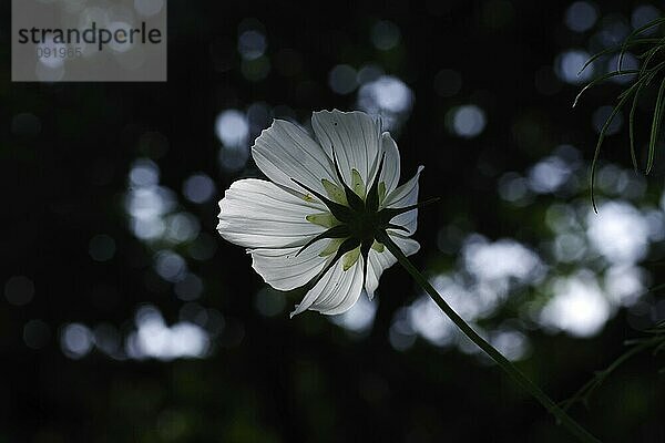 Schmuckkörbchen (Cosmos bipinnatus)  Blüte  angeleuchtet  von hinten  stimmungsvoll  nahaufnahme  Rückseite der weißen Blüte einer Kosmee im Gegenlicht. Im Hintergrund sind verschmommene Lichtreflexe zu sehen