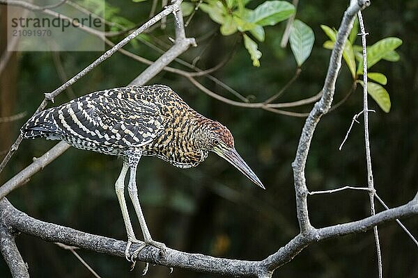 Faszienreiher mit schön gemustertem Gefieder bei der Futtersuche auf einem Ast vor dunklem Naturhintergrund  Pantanal Feuchtgebiet  Mato Großo  Brasilien  Südamerika